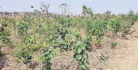 अवसरी घाट परिसरात वाढतय ‘मेया वाकी’