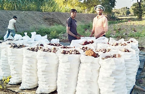 पारगाव : बिटाच्या बाजारभावात मोठी घसरण