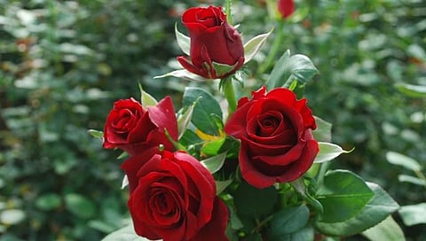 गुलाबशेती,www.pudhari.news