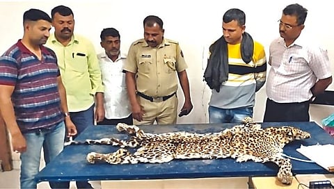 बिबट्या कातडी तस्करी,www.pudhari.news