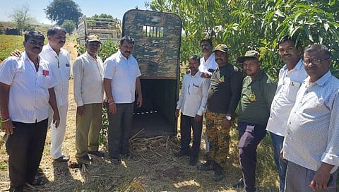 नाशिकच्या जानोरीत बिबट्याने फस्त केले अनेक शेतकऱ्यांचे कुत्रे