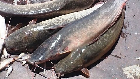 संग्रहित फोटो