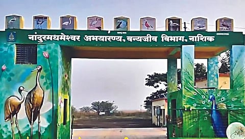 नांदुरमध्यमेश्वर अभयारण्य,www.pudhari.news