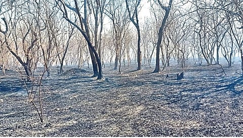 पिकॉक हिल्स,www.pudhari.news