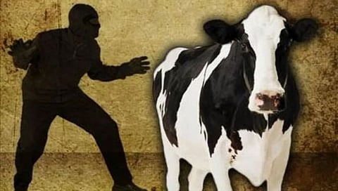 Nashik : घराबाहेर गाय, गुरे बांधताय तर सावधान…,खोले मळ्यातून दोन गायींची चोरी