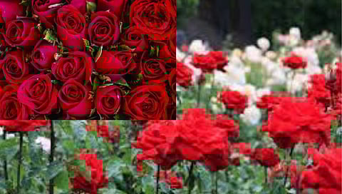 Young farmer : युवा शेतकर्याची चार एकरवर फूलशेती, वर्षाकाठी पाच लाखांचे उत्पन्न