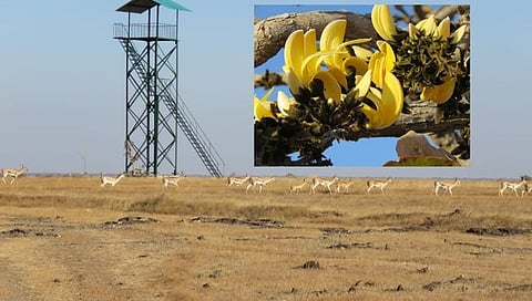 नाशिक : रखरखत्या उन्हात फुलला लाल-पिवळा पळस!