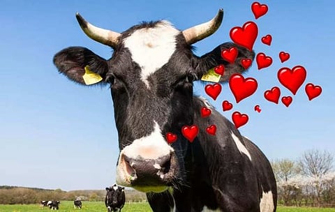 Cow Hug Day अखेर रद्द; ट्रोलिंगनंतर सरकारने घेतला आदेश मागे