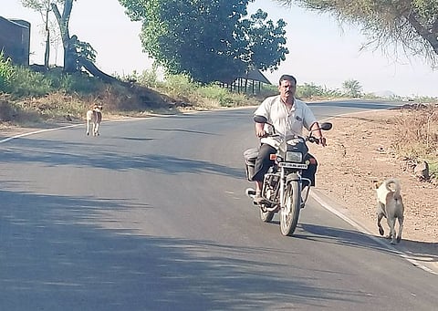 आंबेगावच्या पूर्व भागात रस्त्यांवर मोकाट कुर्त्यांची दहशत आहे.