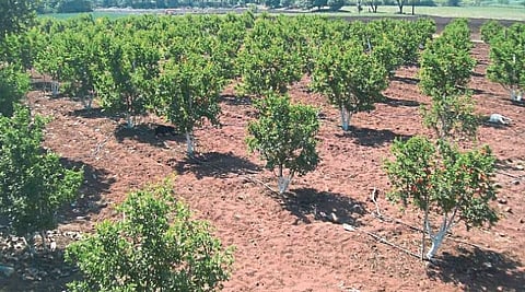 Pune : मनरेगातून 934 हेक्टरवर फळबाग लागवड