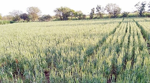 अद्यापही थंडीचा जोर असल्याने गहू जोमात