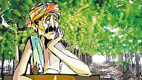 पुणे : पडलेले दर, अवकाळीने द्राक्ष कवडीमोल