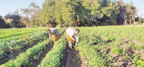 पुणे : पिकांचे सहजीवन हेच खरे नैसर्गिक शेतीच्या यशाचे गमक!