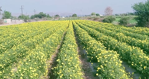 Pune news : माळशेज परिसरात फुलले झेंडूचे मळे