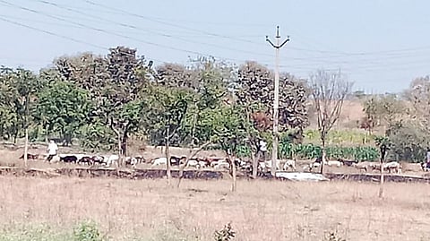 उंडवडी : चार्यासाठी मेंढपाळांची भटकंती