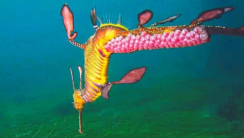 सी ड्रॅगनचे बिर्हाड शेपटीवर!