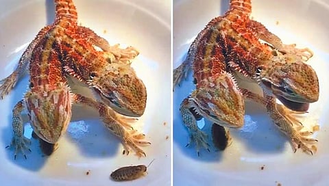 तुम्ही कधी दोन डोके असलेले जुळे सरडे पाहिले आहे का?