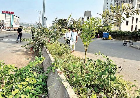 मोशी : अखेर स्थानिकांनीच केली वृक्षछाटणी