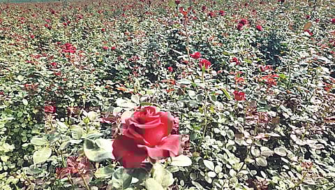 गुलाब उत्पादकांची लगबग,www.pudhari.news