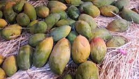 ‘हा’ आंबा लंगडा कसा?