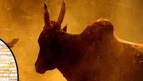 रत्नागिरी : बैलाच्या हल्ल्यात मालकाचा मृत्यू; दापोली तालुक्यातील घटना