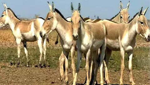 कणेरी मठावर भरणार गाढवांचे देशातील पहिलेच प्रदर्शन; स्पर्धाही होणार; ६९ लाखांची बक्षिसे