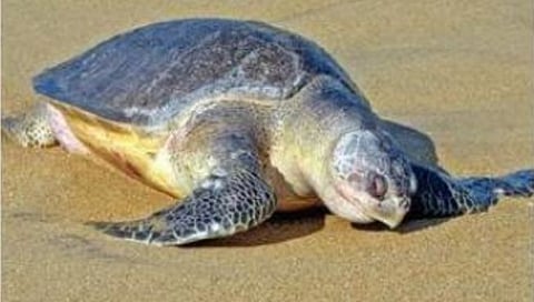 गोव्यात ऑलिव्ह रिडलेंनी घातली तब्बल साडेपाच हजारांवर अंडी