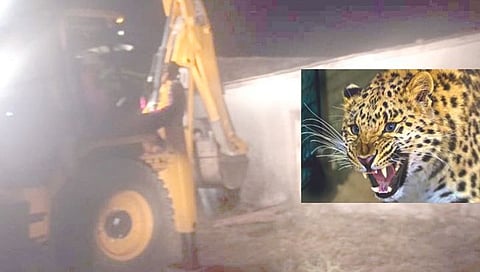 बिबट्या बछड्यांसह फरार,www.pudhari.news