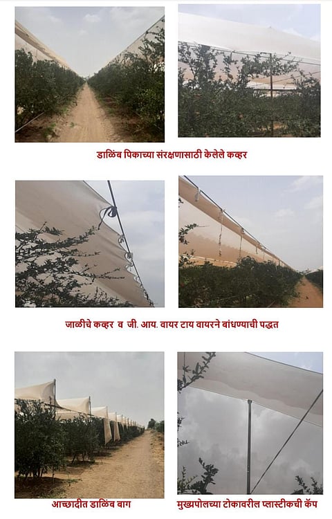 पुणे : डाळिंब बागांच्या संरक्षणासाठी प्लास्टिक आच्छादन योजना ; एनएचएमचे संचालक डॉ. कैलाश मोते यांची माहिती