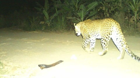 जळगाव : बिबट्याची छबी कॅमेऱ्यात ट्रॅप झाल्याचे दिसून येत आहे. (छाया: चेतन चौधरी)