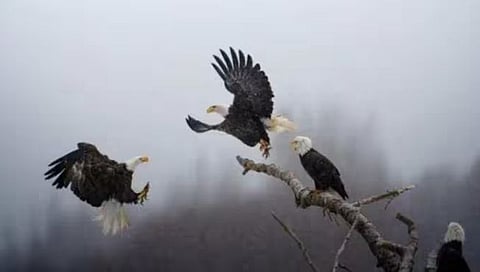 National Geographic’s ‘Pictures of the Year’ Contest : भारतीय वंशाच्या कार्तिक सुब्रमण्यमने नॅशनल जिओग्राफिकची पिक्चर्स ऑफ द इयर स्पर्धा जिंकली