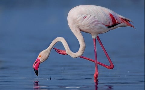 पुणे : अखेर उजनीवर फ्लेमिंगोे अवतरले ! तब्बल दोन महिने उशीराने आगमन