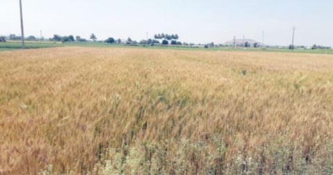 पुणे : बेट भागात गहू काढणीस तयार