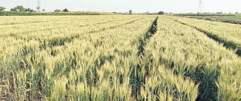 पुणे : गहू, तरकारी धोक्यात तापमानवाढीचा परिणाम