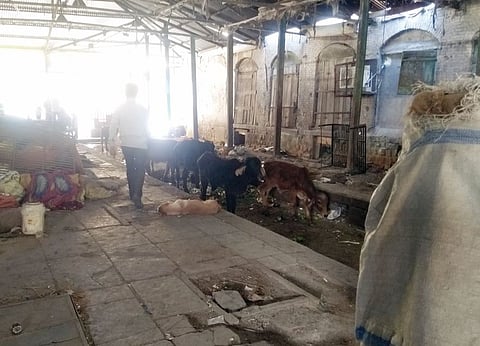 नगर : गंजबाजार मार्केट बनले जनावरांचा गोठा ! सर्वत्र पसरले घाणीचे साम्राज्य