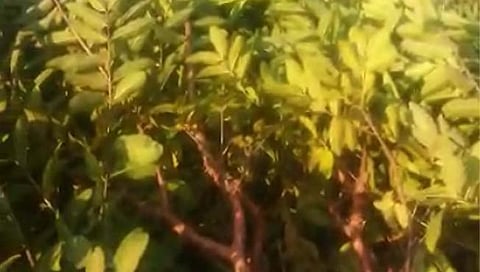 हिंगोली: चार वर्ष पेरूच्या झाडांना फळेच लागली नाहीत! शेतकर्यांनी फळबागा तोडून टाकल्या