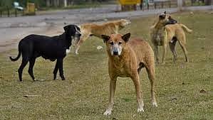 पुणे: भटक्या कुत्र्याच्या हल्ल्यात मुलगा गंभीर जखमी, येरवडा परिसरातील घटना