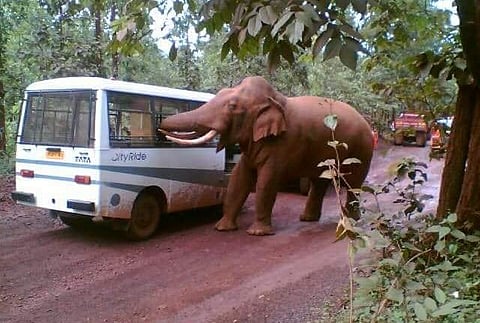 Elephant Attack Jharkhand: धोनीच्या रांचीत हत्तीमुळे कलम 144 लागू, 12 दिवसांत 16 जणांना चिरडले