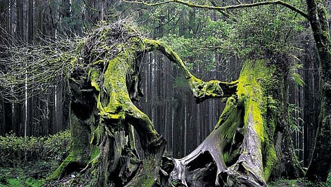 ‘या’ जंगलात माणूस होतो गायब