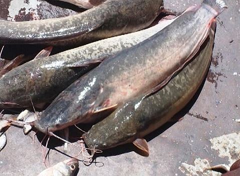 पुणे : खानवटे येथे 3500 किलो मांगूर मासा केला नष्ट