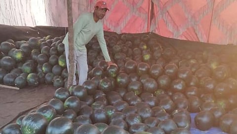 ठाणे: उन्हाचा चटका वाढला, मुरबाडमध्ये कलिंगड्यांना मागणी