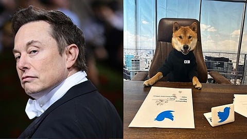 Twitter New CEO : मस्क यांचं भलतच ट्विट; नव्या सीईओचा फोटो शेअर करत उडवली खिल्ली…