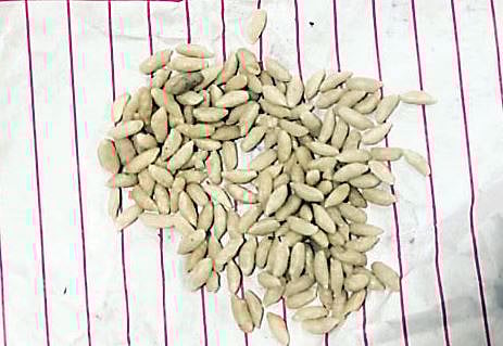 नगर : धक्कादायक ! रेशनच्या धान्यात आढळला प्लास्टिकचा तांदूळ