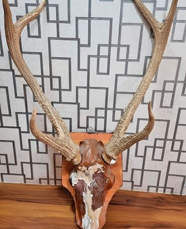 पुणे : ‘सांभर’ची शिंगे जप्त ; मुळशी वनविभागाची कारवाई