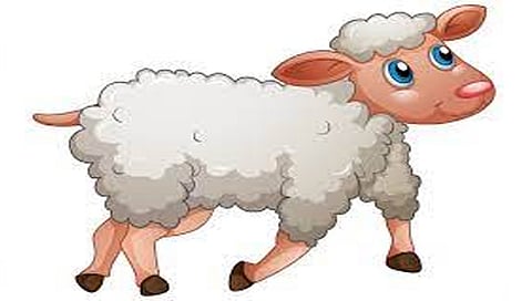 नाशिक : कारने धडक दिल्याने ‘बाळूमामां’च्या 15 मेंढ्या ठार