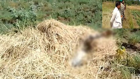 नांदगाव येथे वाघाचा मृत्यू