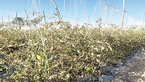 दापूर : विषारी औषध फवारणी केल्याने टोमॅटो पिकाचे झालेले नुकसान.