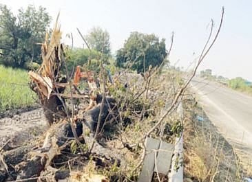 नगर: वृक्षतोडीचा ‘रात्रीस खेळ चाले…!’ ; ग्रामस्थांकडून नुकसान भरपाईसाठी विरोध