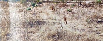 पुणे : हुतात्मा स्मृतिवनातील झाडे पाण्याअभावी जळाली