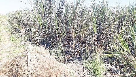 सटाणा : द्याने येथील सुरेखा कापडणीस व गौरव कापडणीस यांच्या शेतातील जळालेला ऊस. (छाया : सुरेश बच्छाव)